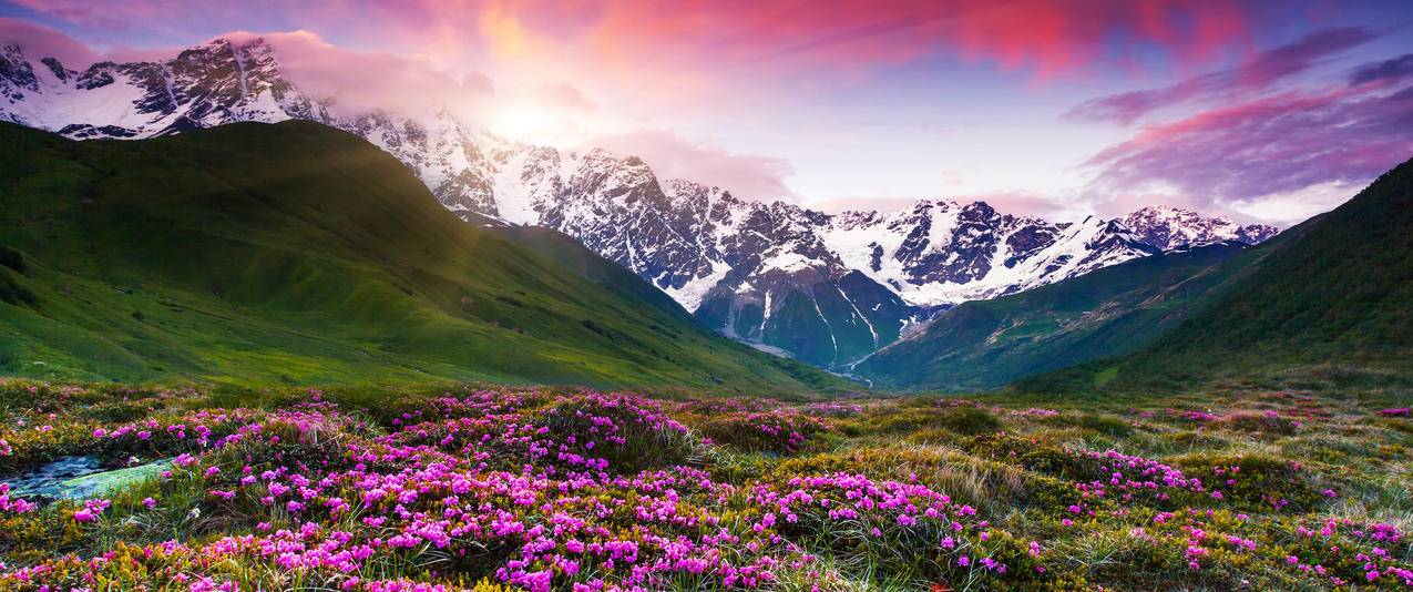 雪山开满鲜花的草地风景带鱼屏壁纸