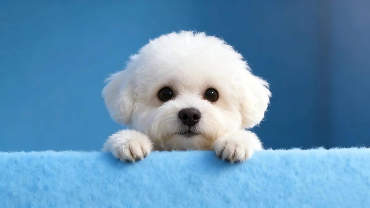 可爱小狗 治愈系 蓝色背景 4K壁纸