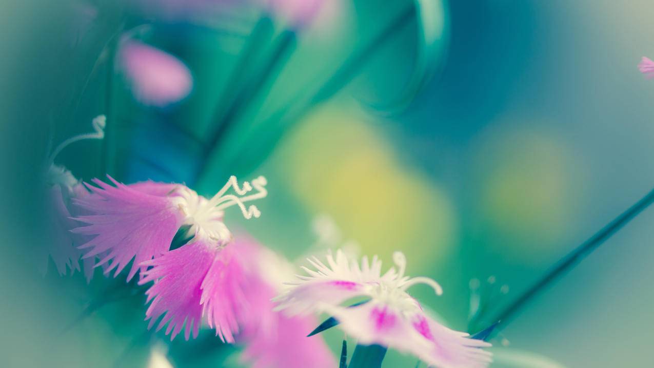 明亮的粉红色鲜花背景4k壁纸