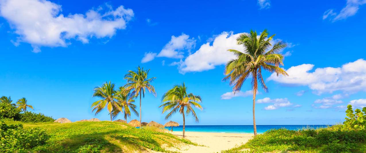 海岸棕榈树海滩沙滩夏天海边风景带鱼屏壁纸