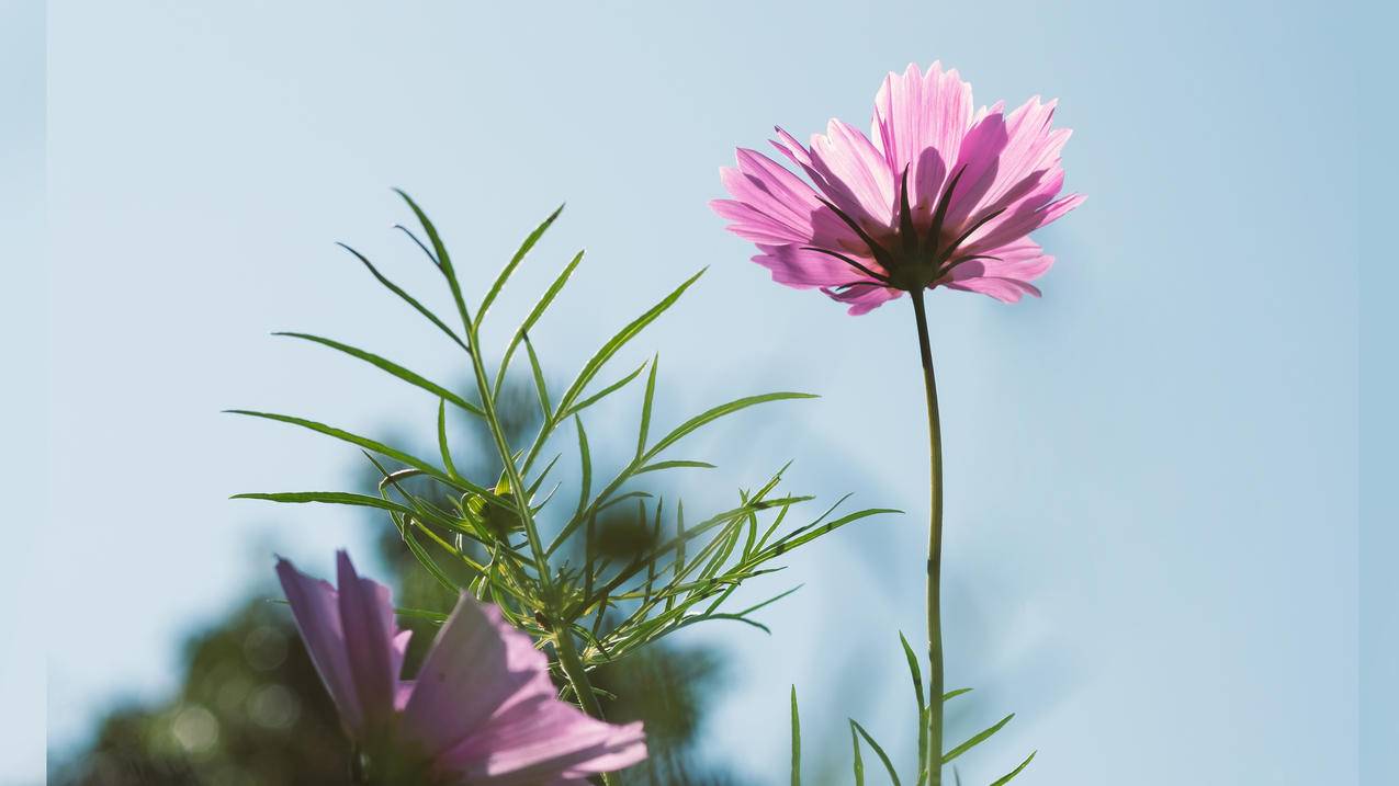 粉色花朵 蓝天 绿叶 4K高清风景壁纸
