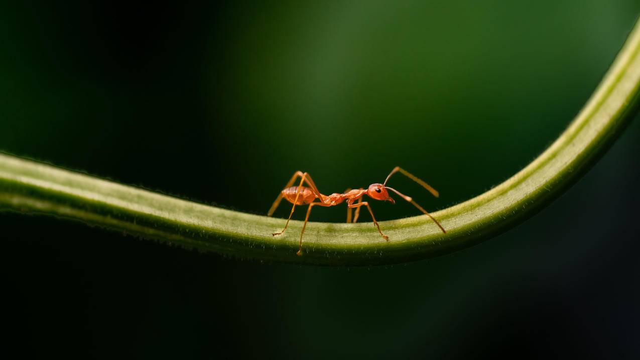 蚂蚁 自然 4K高清风景壁纸