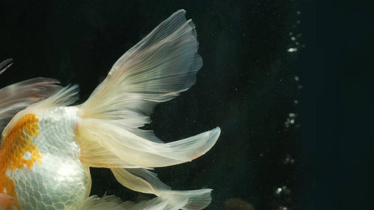 鱼尾 4K高清风景壁纸