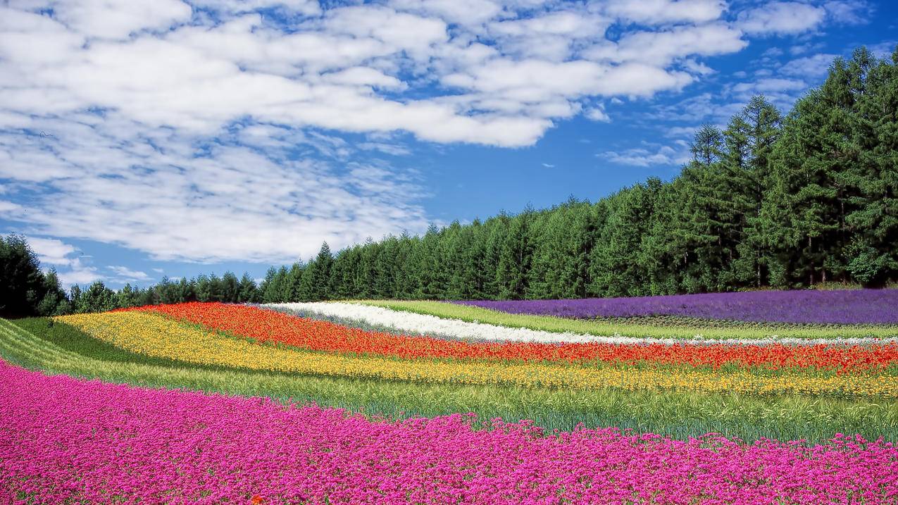 彩虹草丛 野外 蓝天 风景 高清 4k电脑壁纸 4k手机壁纸