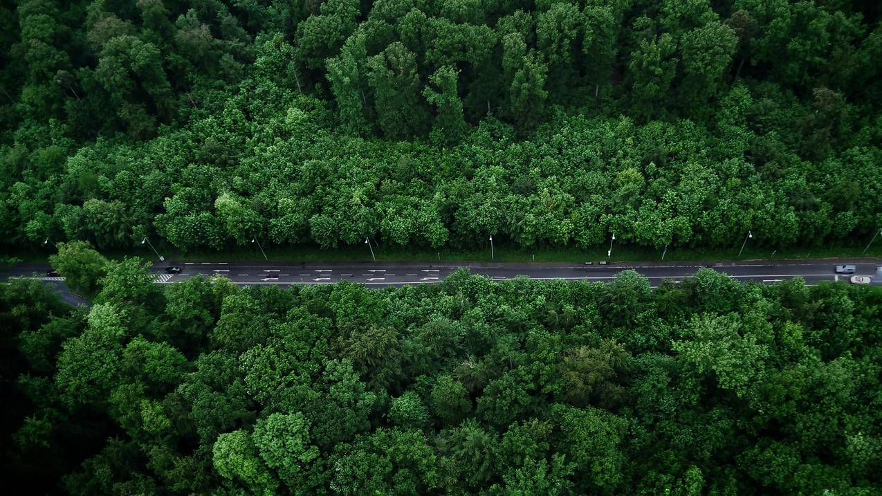 绿色 护眼 道路 树林 风景 4k电脑壁纸 4k手机壁纸