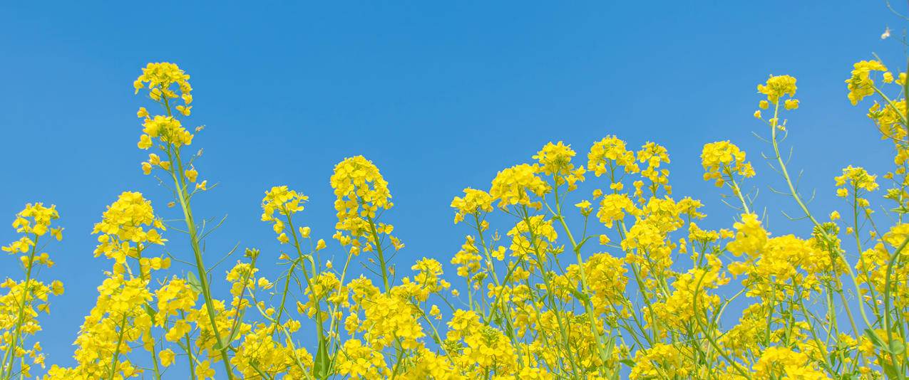 油菜花 蓝天 风景3440x1440带鱼屏壁纸