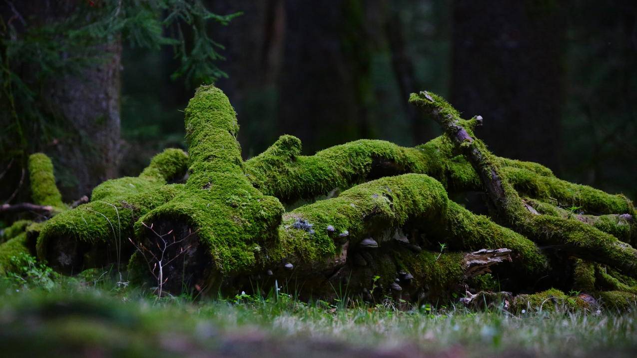 枯树堆 绿苔 森林 4K高清风景壁纸