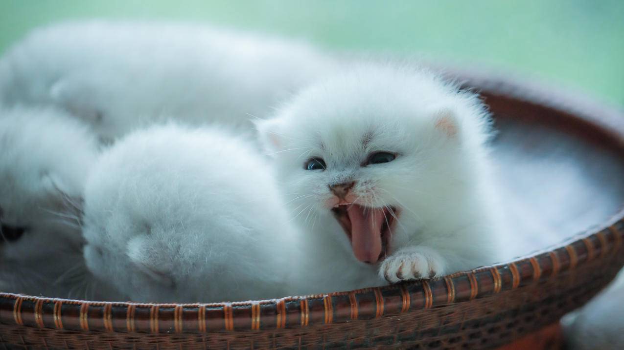 猫 猫咪 可爱 萌物 4k电脑壁纸