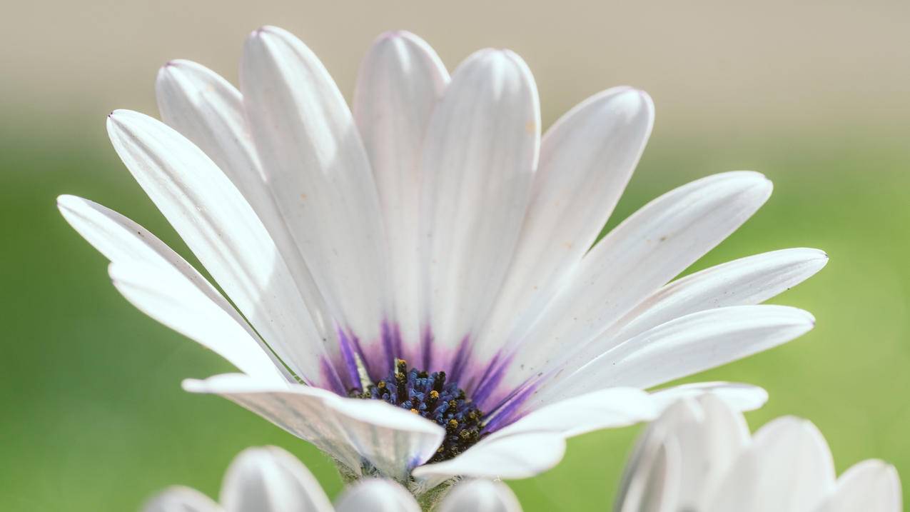 白色花朵 紫色花蕊 清新 4K高清风景壁纸