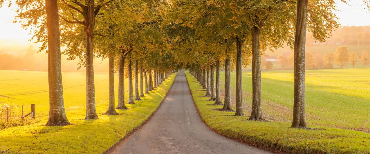 秋天树木隧道 3440x1440带鱼屏风景壁纸