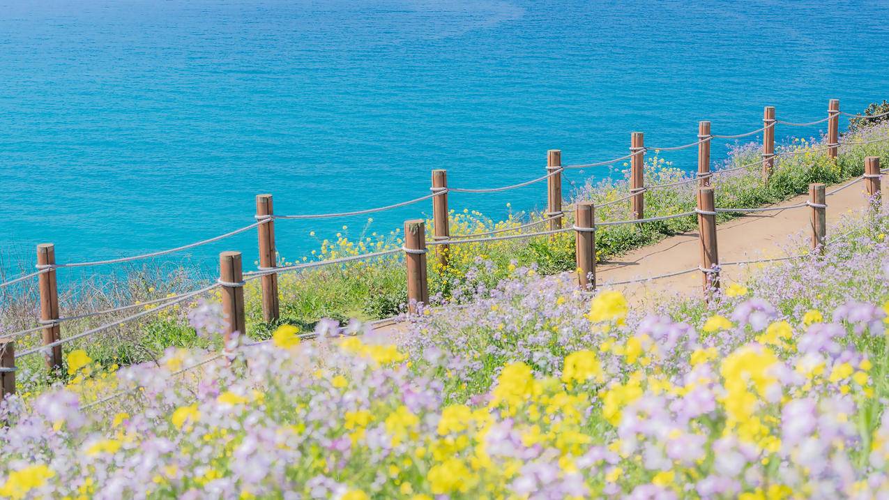 海边 鲜花 春天 4k风景 3840x2160