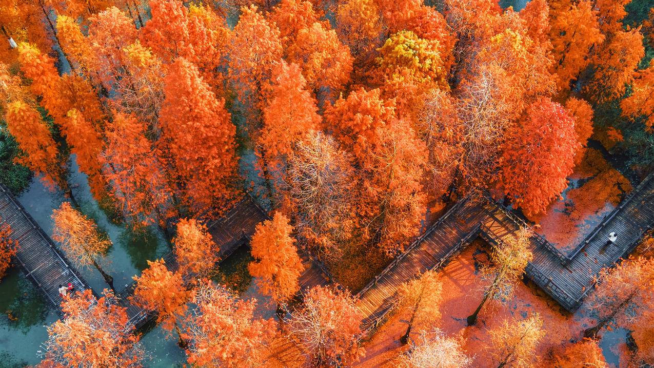 红色落羽杉 秋季风景4K壁纸3840x2160