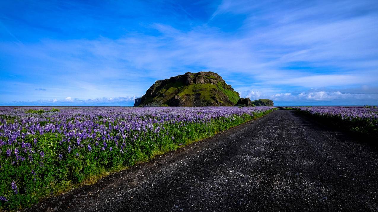 薰衣草道路天空风景4k壁纸