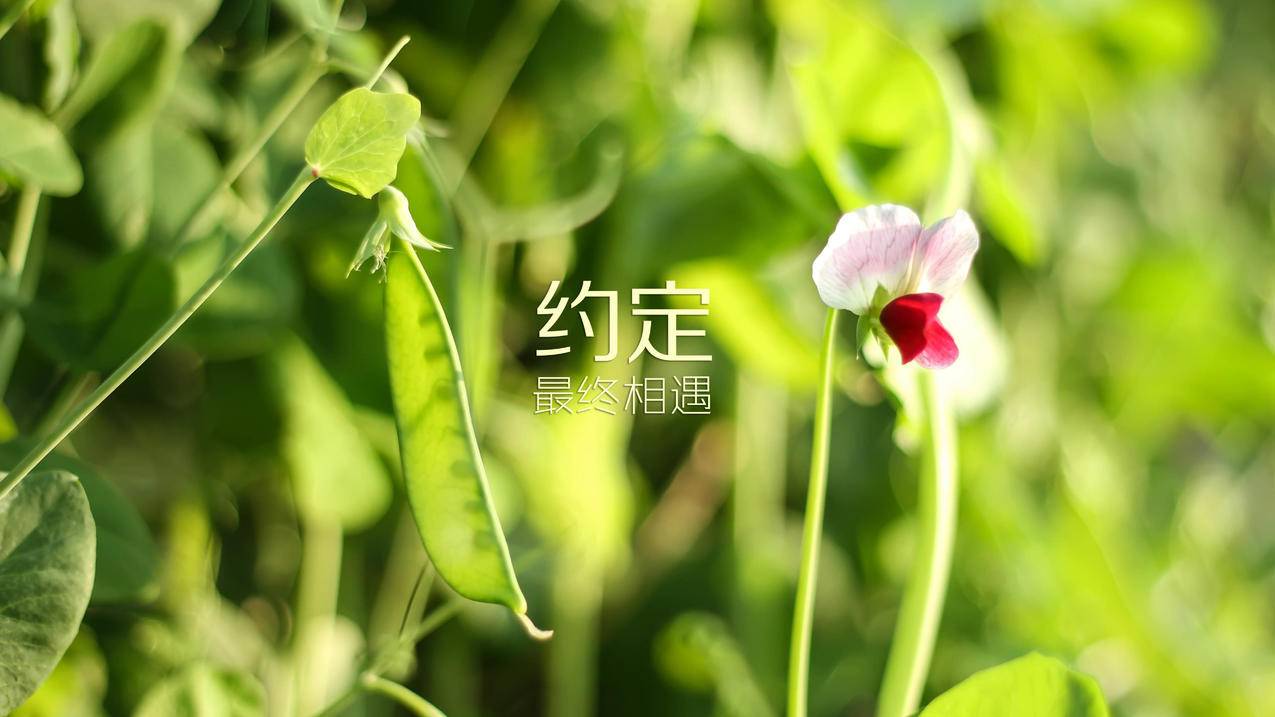 绿色植物豌豆花文字约定5k壁纸