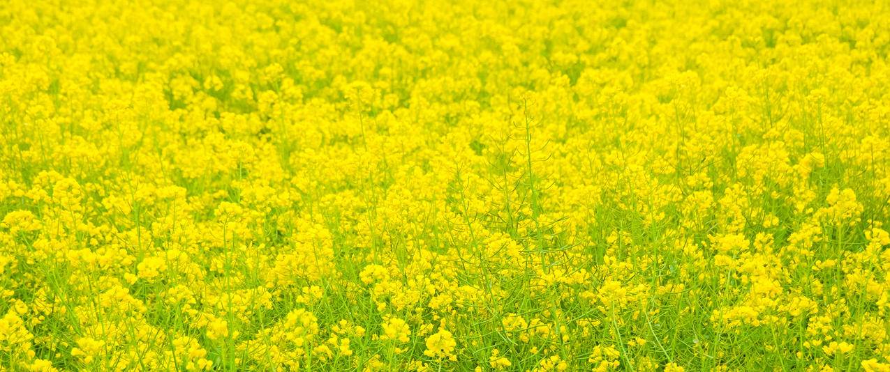 春天油菜花风景3440x1440带鱼屏壁纸