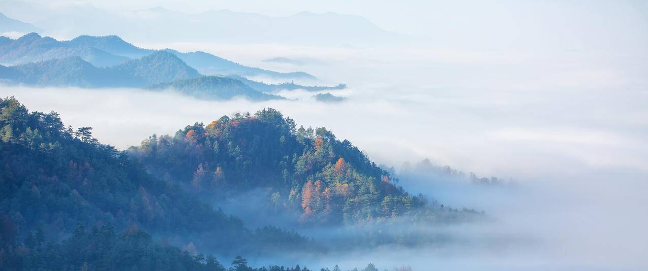 森林 雾 唯美3440x1440带鱼屏风景壁纸