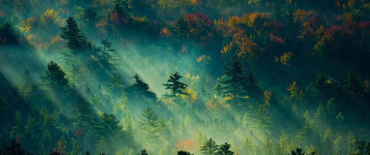 阳光森林风景3440x1440带鱼屏壁纸
