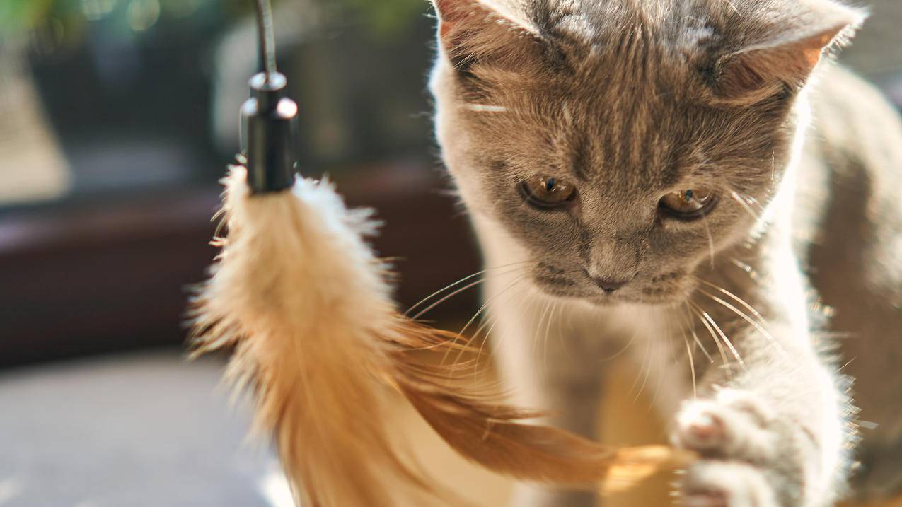 小猫 阳光 逗猫棒 可爱 5K高清动物壁纸
